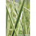 Tatarak zwyczajny - Roślina do oczka wodnego - Acorus Calamus 'Variegatus'
