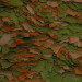 Tropical Cichlid Color 1L - 190g Pokarm dla pielęgnic