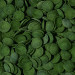 Tropical Green Algae Wafers 250ml - 113g dla glonojadów