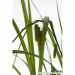 Turzyca nibyciborowata - Roślina do oczka wodnego - Carex Pseudocyperus