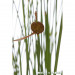 Pałka drobna - Roślina do oczka wodnego - Typha Minima
